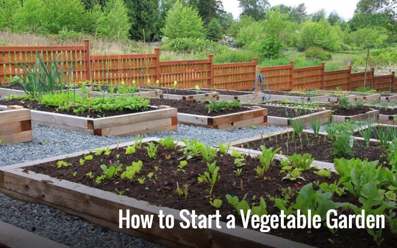 How to Start a Vegetable Garden