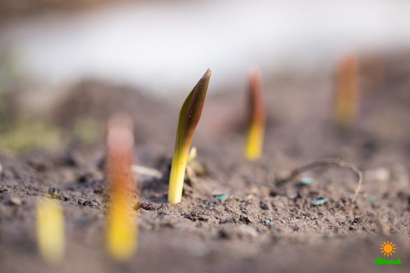 The richer the soil better for veggie gardening