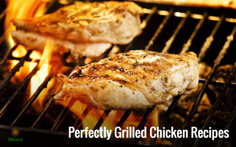 Best Grilled Chicken Recipes