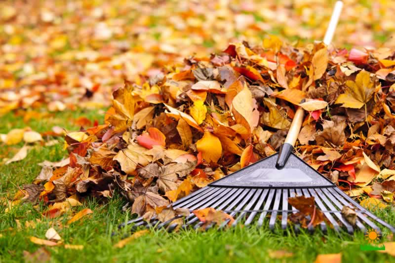 Fall Lawn Care Guide