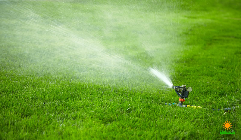 Summer Lawn Care Guide