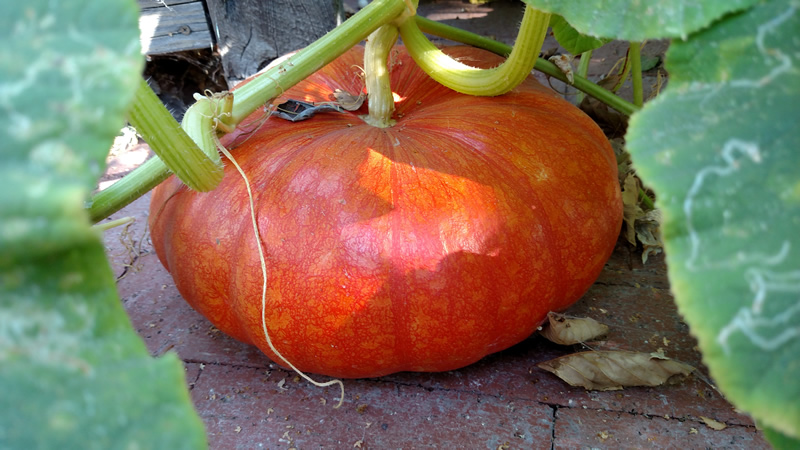 cinderella pumpkin