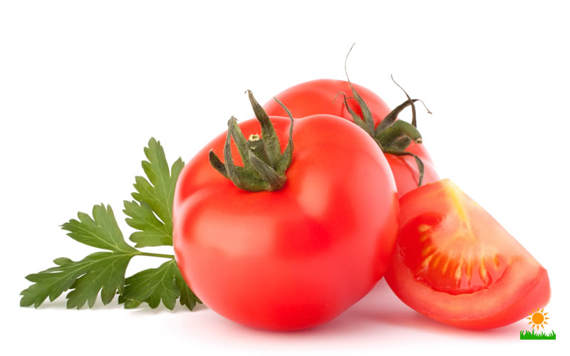 Eating and Growing the Best Tomatoes