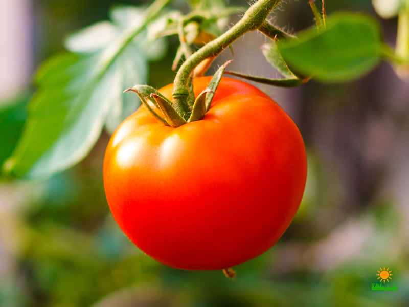 growing red tomatoes in home garden