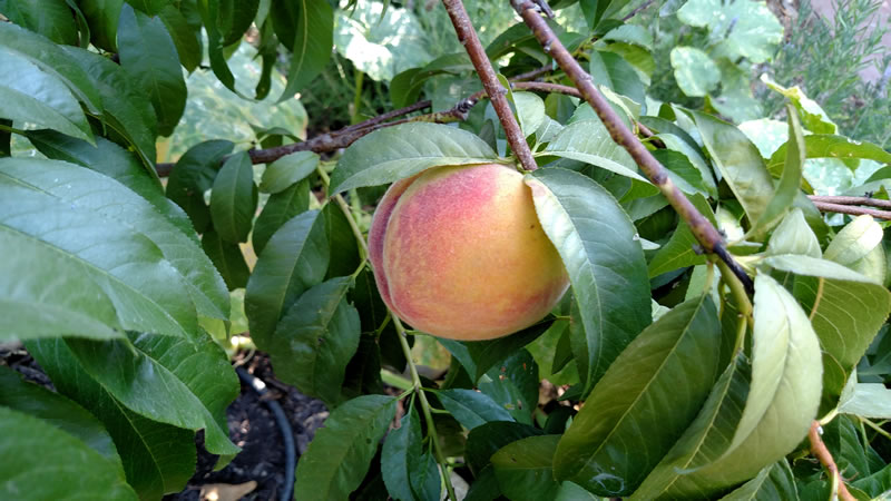 peaches in the backyard