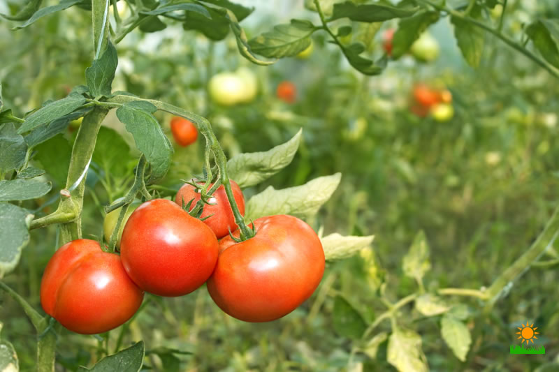 Ripening tomatoes