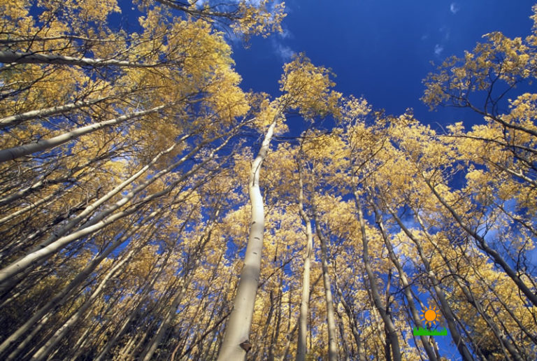How to Propagate Quaking Aspen Trees – Yard Day