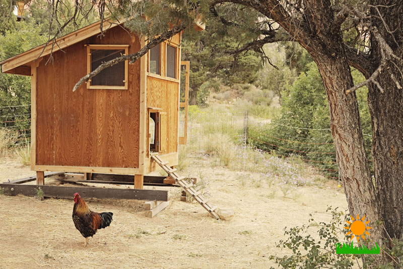 Daring & Dramatic DIY Chicken Coops are Easier than you Think