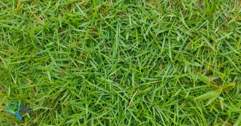 What Really Matters When Aerating Your Zoysia Grass